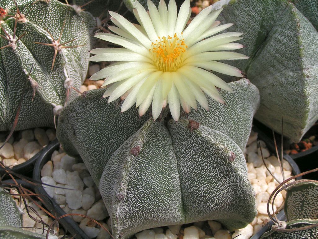 Astrophytum myriostigma